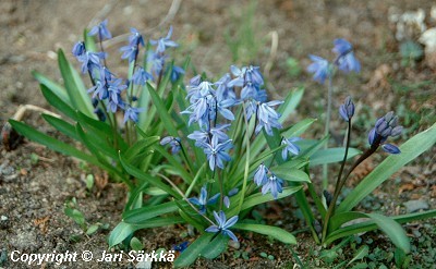 Scilla siberica, idänsinililja